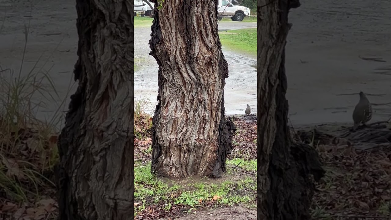 Squirrel???
