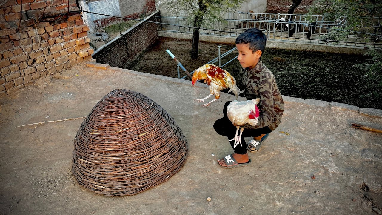 My New Hens 🐓🐓 | Dawood Sabir Vlogs