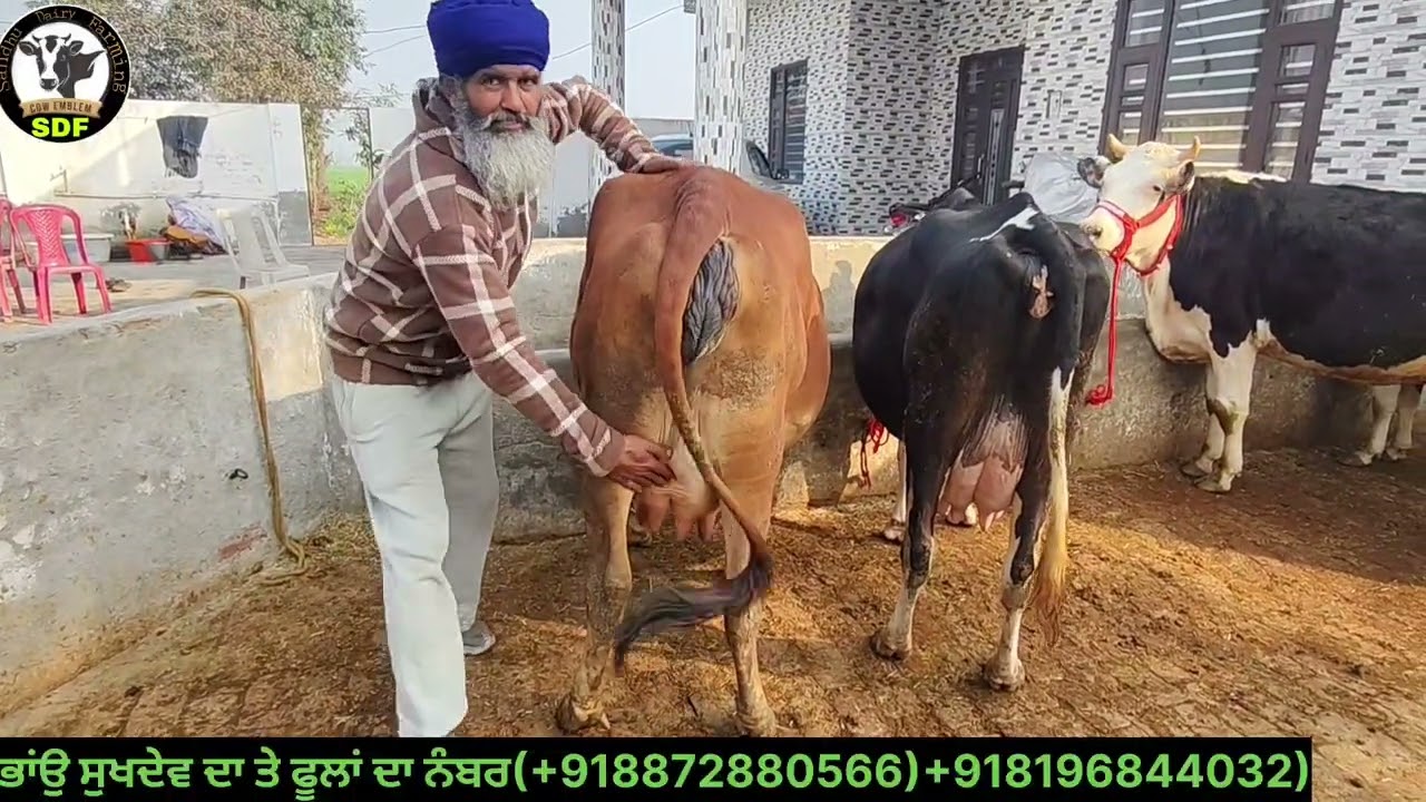 #date(18-01-26) ਭਾਂਉ ਸੁਖਦੇਵ ਸਿੰਘ ਵਲਟੋਹਾ ਤੇ ਫੂਲਾਂ ਆਗਿਆ ਚਾਰ ਵਹਿੜਾ ਵਿਕਾਊ 