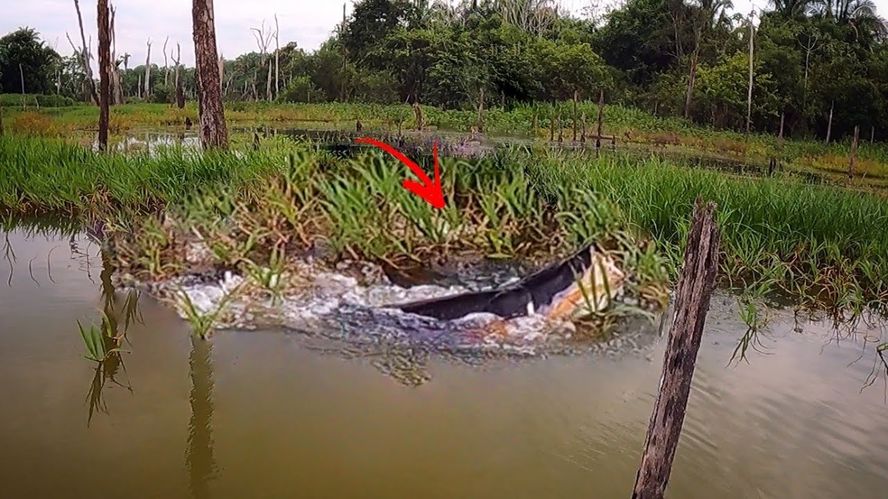 A COISA MAIS ABSURDA QUE JÁ VI NA VIDA!!! NÃO SABIA SE TREMIA, SE FILMAVA OU SE CORRIA... Pescaria.