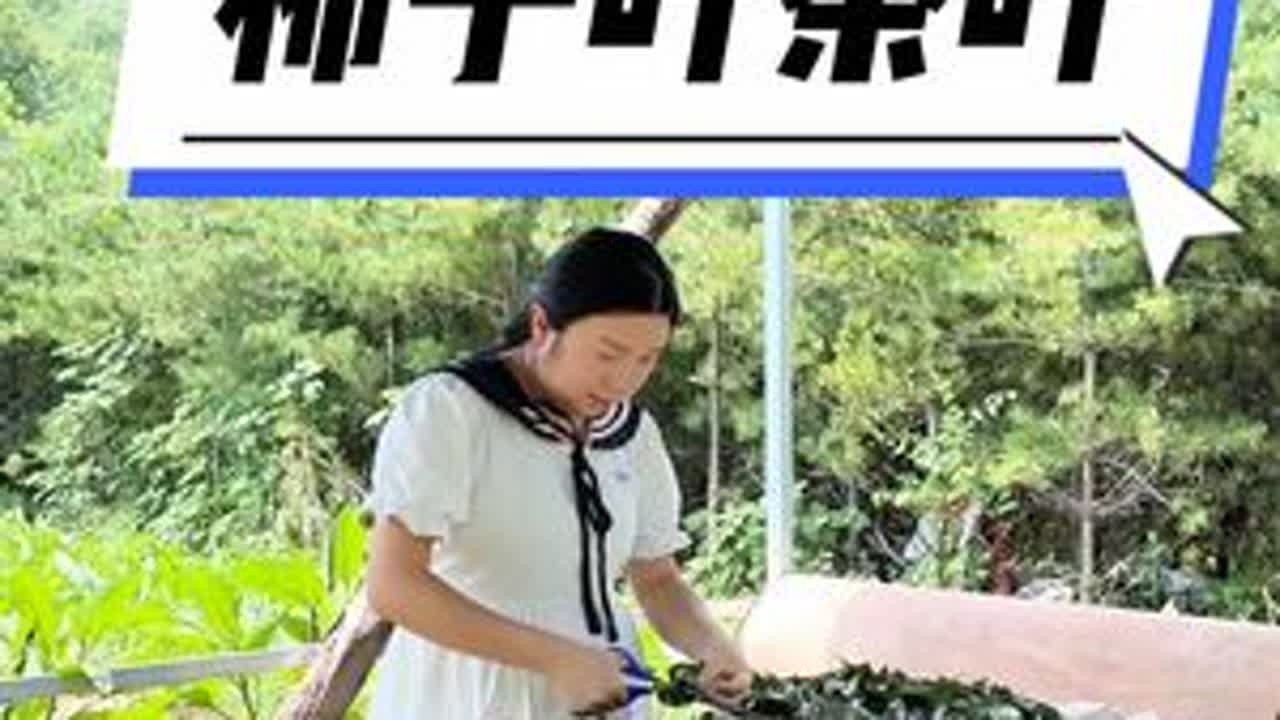 农村处处都是宝，只是我们知道的太少，没想到柿子叶做成的茶味道这么好！！好处还很多#我的乡村生活 #柿子叶 #柿子叶茶 #柿子叶的功效与作用