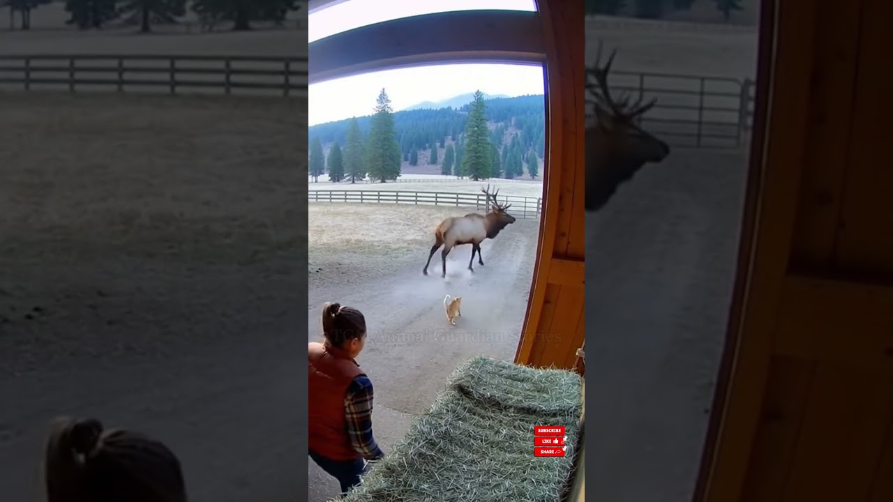 Cat Blocks Wild Elk to Protect Child | Unbelievable Animal Hero Moment 
