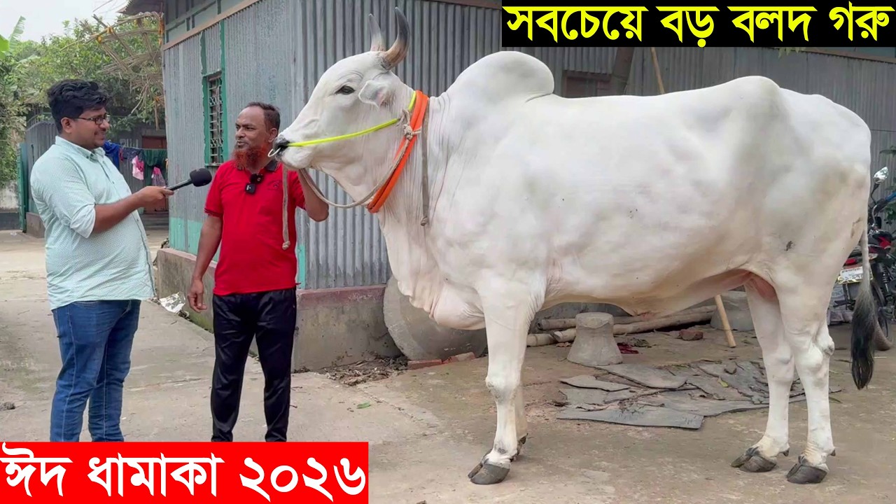 2026 ঈদে প্রান্তিক খামারির সবচেয়ে বড় বলদ গরু দাম ১০ লাখ টাকা Big cow price