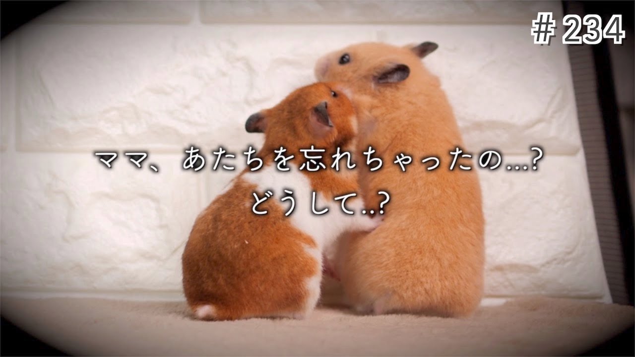 モモ「母」とねず子「娘」の再会は悲しい結末でした、、