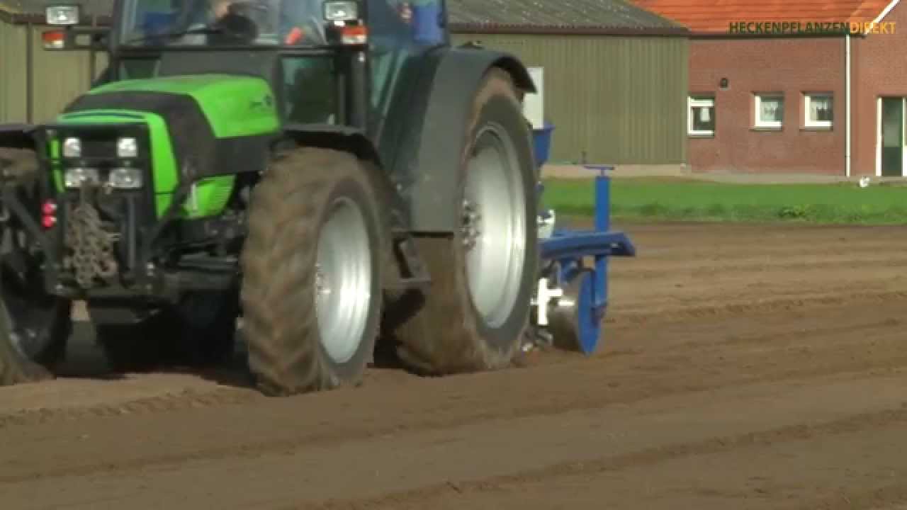Wurzelnackte Heckenpflanzen