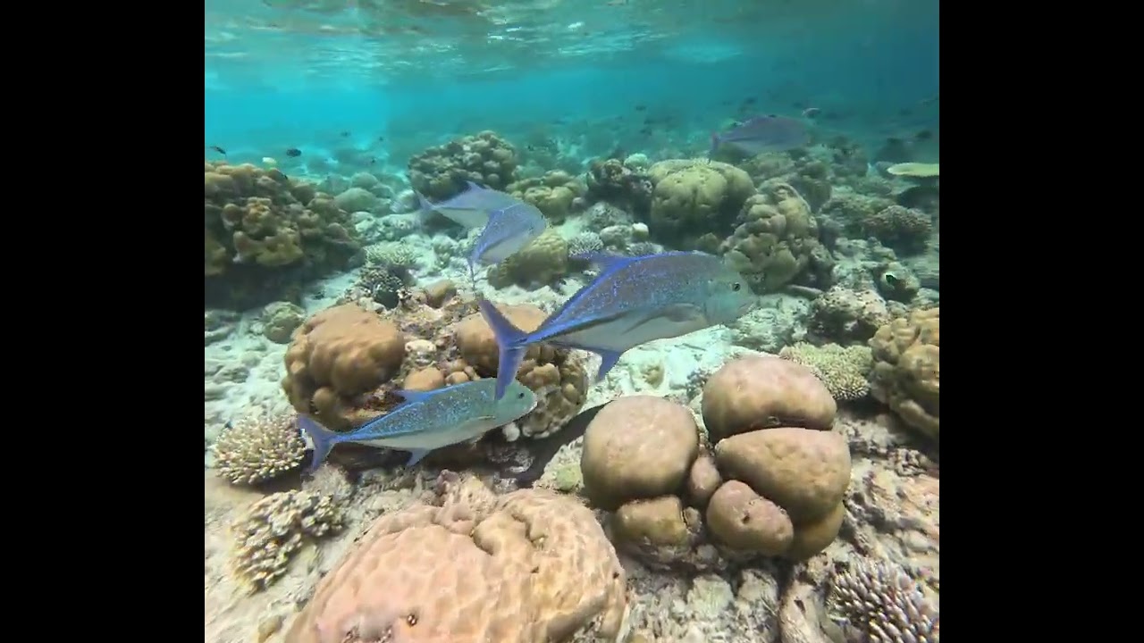 Filitheyo Island Resort Malediven Unterwasserwelt Hausriff