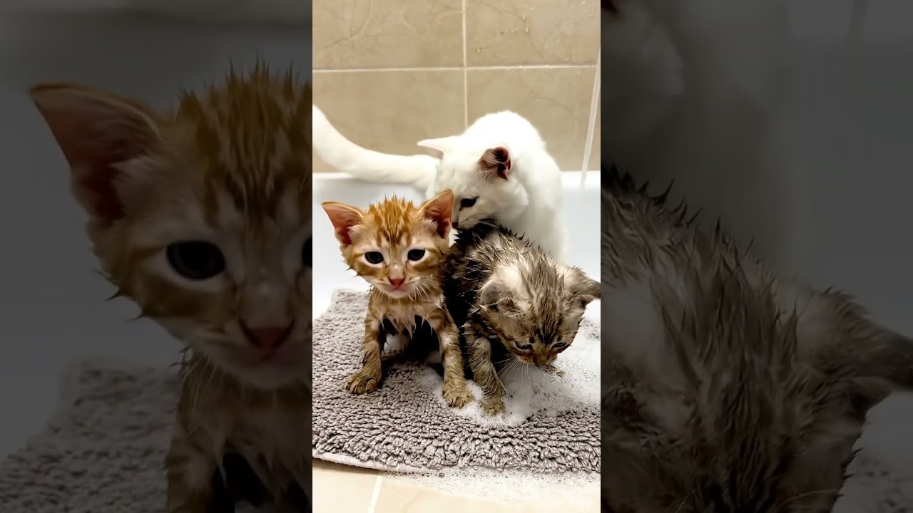 Cute or Grumpy? Kittens' Hilarious Reactions to Water #cat #cats #catsoftiktok