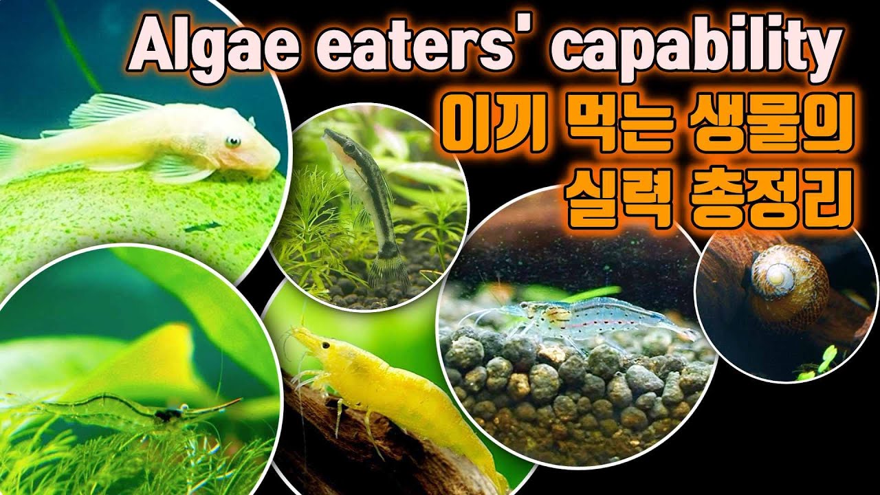Algae eaters' capability/algae eating evaluating/nerite snail/pinocchio shrimp/amano shrimp