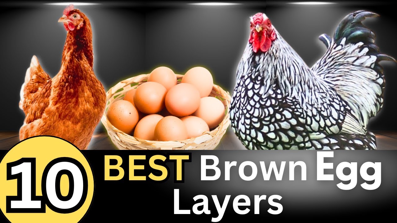 The Best Brown Egg Layers You Can Buy Today