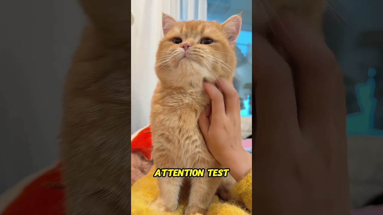 4 Hidden Tests Cats Use to Judge You | Do You Pass Your Cat&rsquo;s Trust Test?
