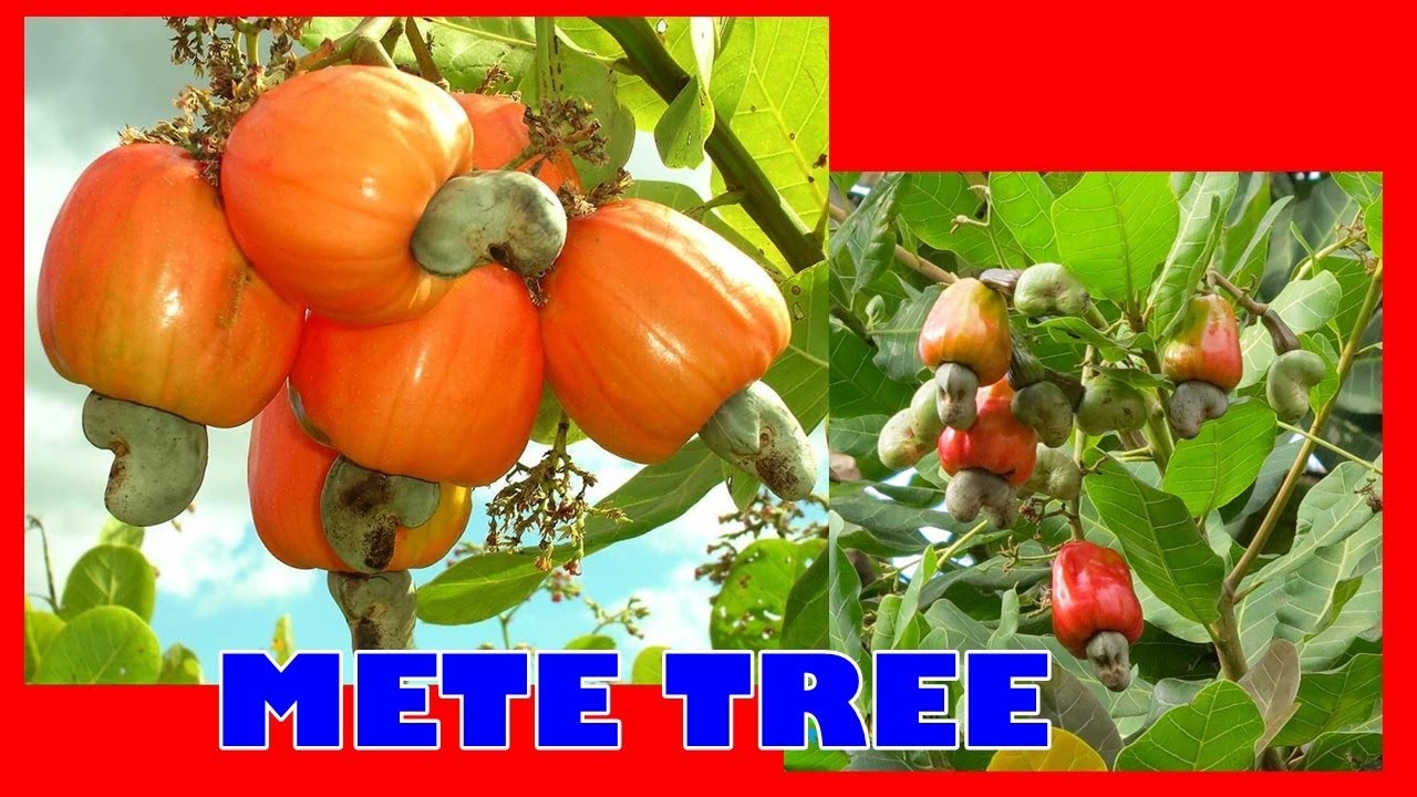 #TIS # HOW TO / CARA BUDIDAYA JAMBU METE HASIL MELIMPAH JELANG LEBARAN