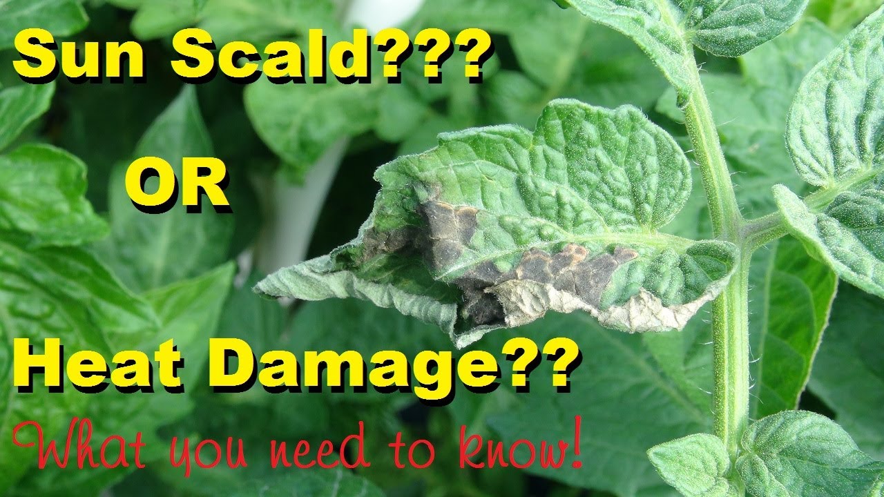 Sun Scald Vs Heat Damage | The Ugly Truth About The Damage The Sun Can Do To Peppers, Tomatoes