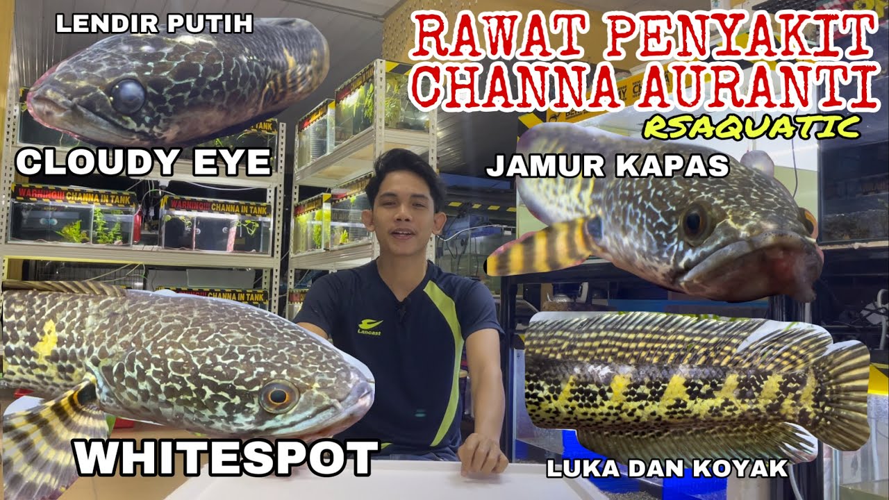 (GIVEAWAY 5K) CARA MERAWAT CHANNA AURANTI/COBRA WHITE SPOT,JAMUR KAPAS FUNGUS,LUKA DAN LENDIR PUTIH