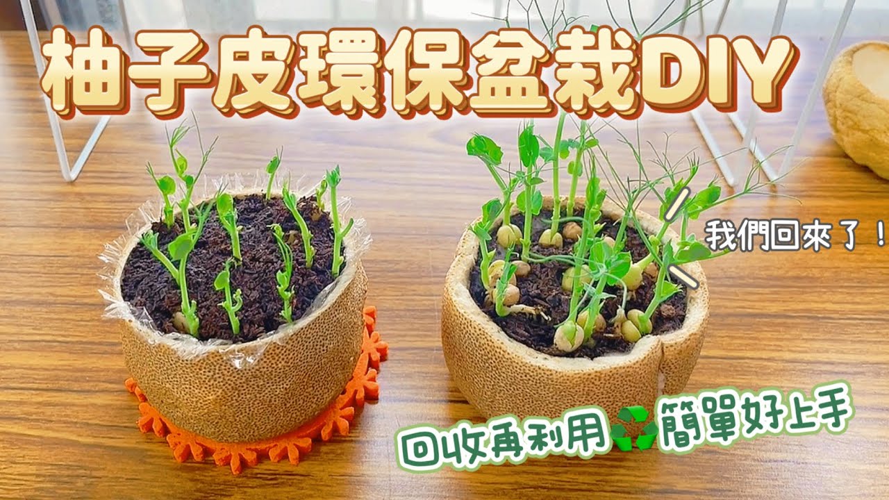 豌豆苗與柚子皮環保盆栽｜手工DIY環保又好看♻️