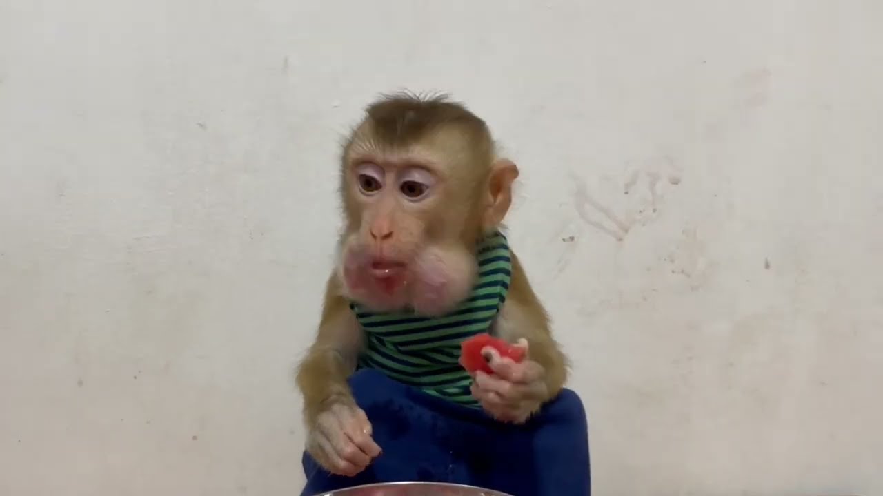 [ Grandma A Like ] Jasmine FAST eating until full p0uch