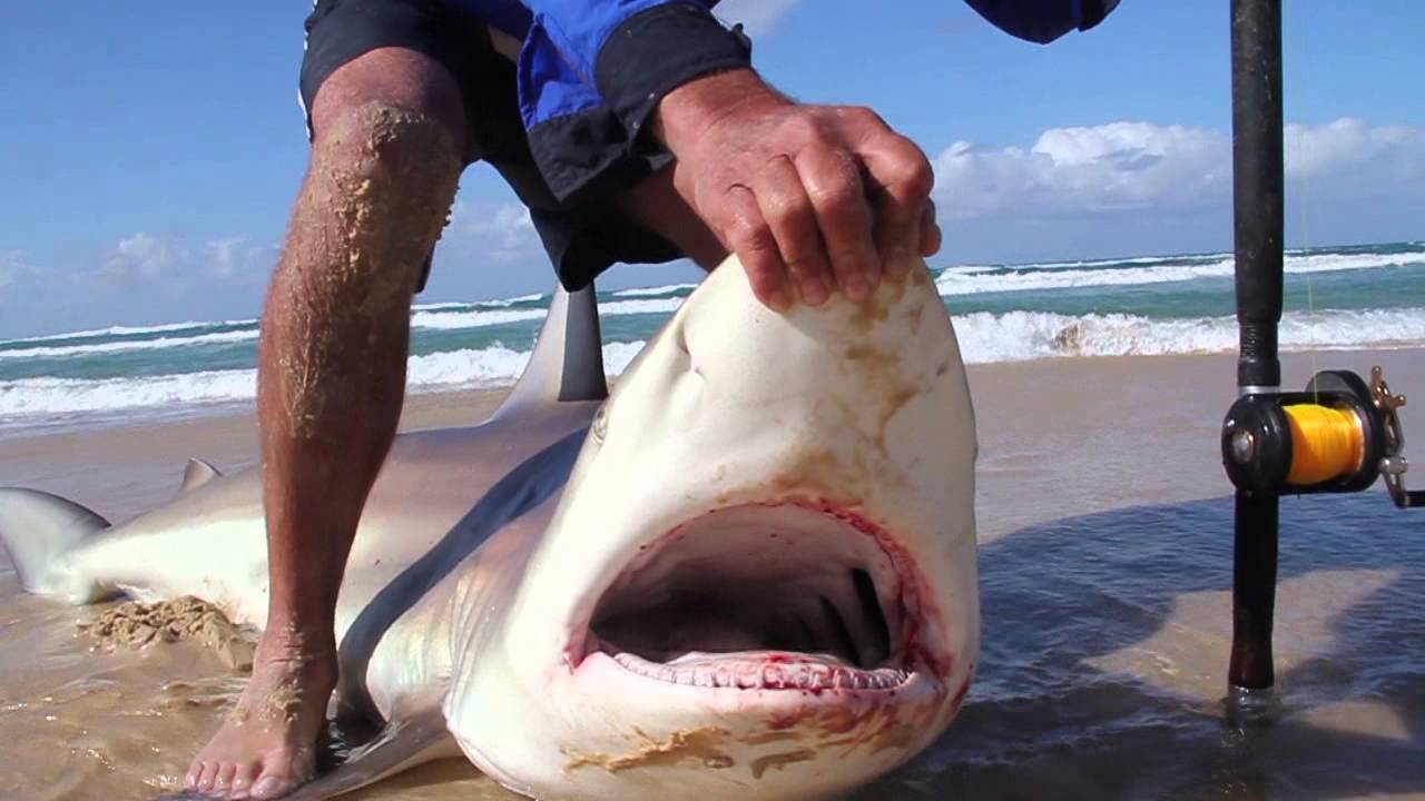 FRASER ISLAND 2014 - HUGE SHARKS & SPANISH MACKEREL OFF THE BEACH!