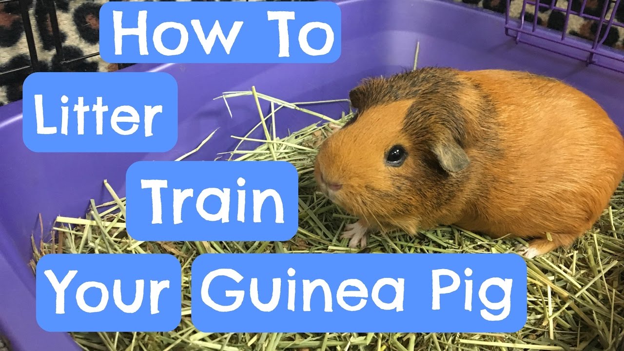 Litter Training Your Guinea Pig