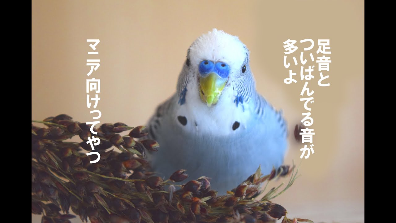 足音メイン セキセイインコ 放鳥時総勢10羽 ASMR  粟穂を啄む音 鳴き声 さえずり 小鳥 おしゃべり 健やかな眠りへの導入に 瞑想用 作業用 聴くサプリ【 睡眠 勉強 癒しリラックス インコ教】