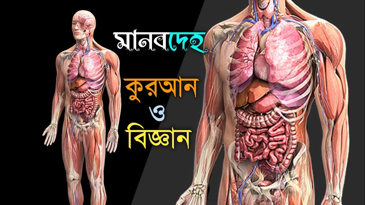 কুরআনে বর্ণিত মানব দেহের অঙ্গ-প্রত্যঙ্গ নিয়ে বিজ্ঞান গবেষণা করলো || The human body and the Qur'an.