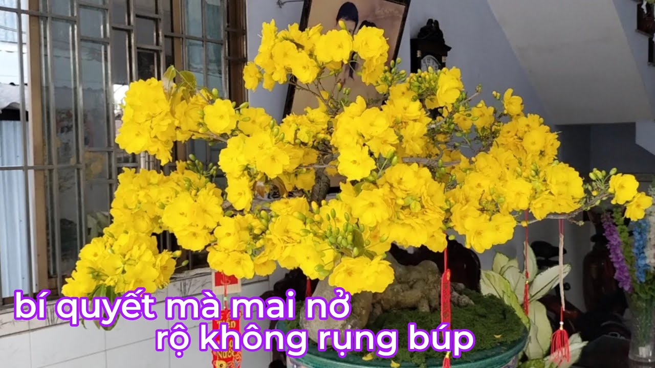 Bí quyết mà ae muốn mai nở bông chùm không rụng búp xanh.và việc dùng nước hơi ấm tí 