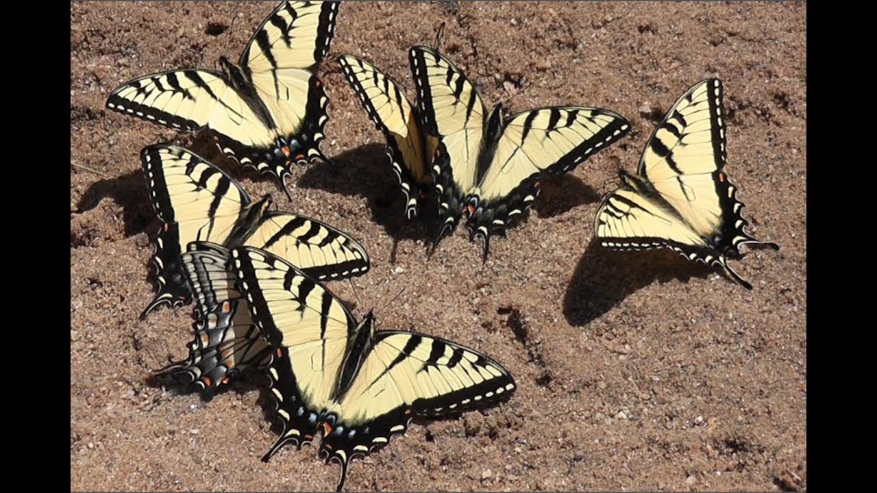 Tiger Swallowtail Butterflies Puddling At Forks of Creek