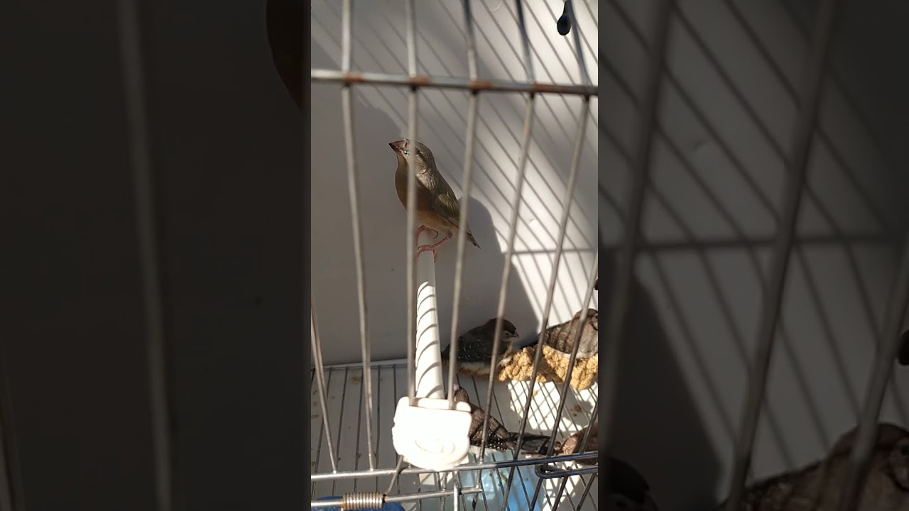 EXOTIQUE & BEC DROIT