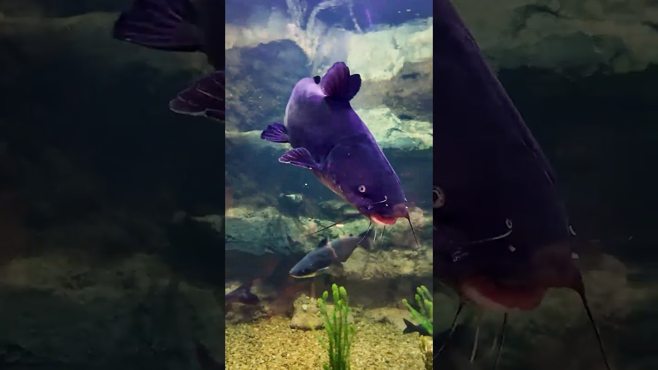 New Look, Same Fishy Fun! 🎣