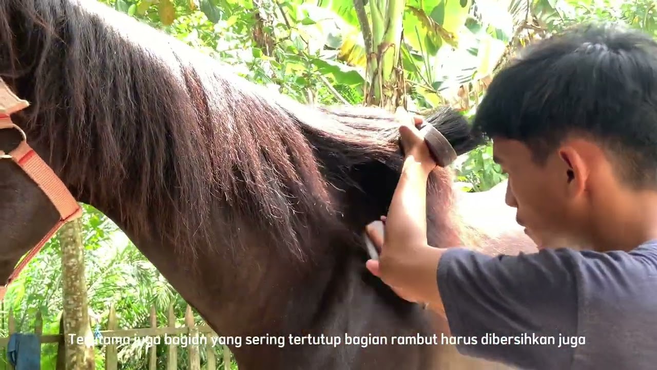 PERAWATAN HARIAN KUDA