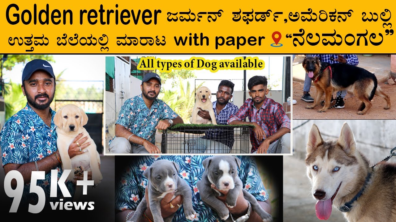 Dogs video | Kennal House | ಉತ್ತಮ ಬೆಲೆಯಲ್ಲಿ ಮಾರಾಟ🦮 ALL TYPES OF DOG AVALABLE WITH PAPER |karunada AJ