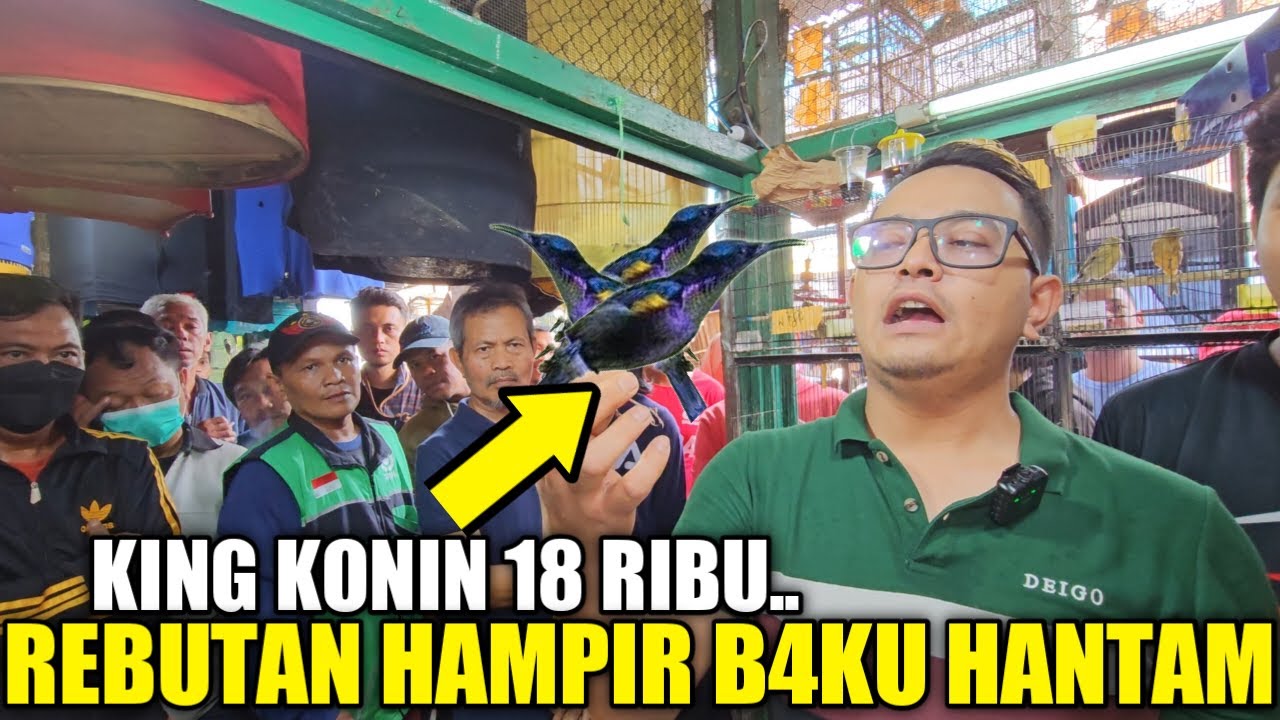 CISEM 15 RIBU, KING KONIN 18 RIBU REBUTAN HAMPIR B4KU HANTAM RATUSAN BAKUL TERANCAM GULUNG TIKAR