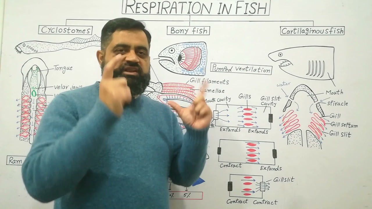 Anatomy of Gills English medium 