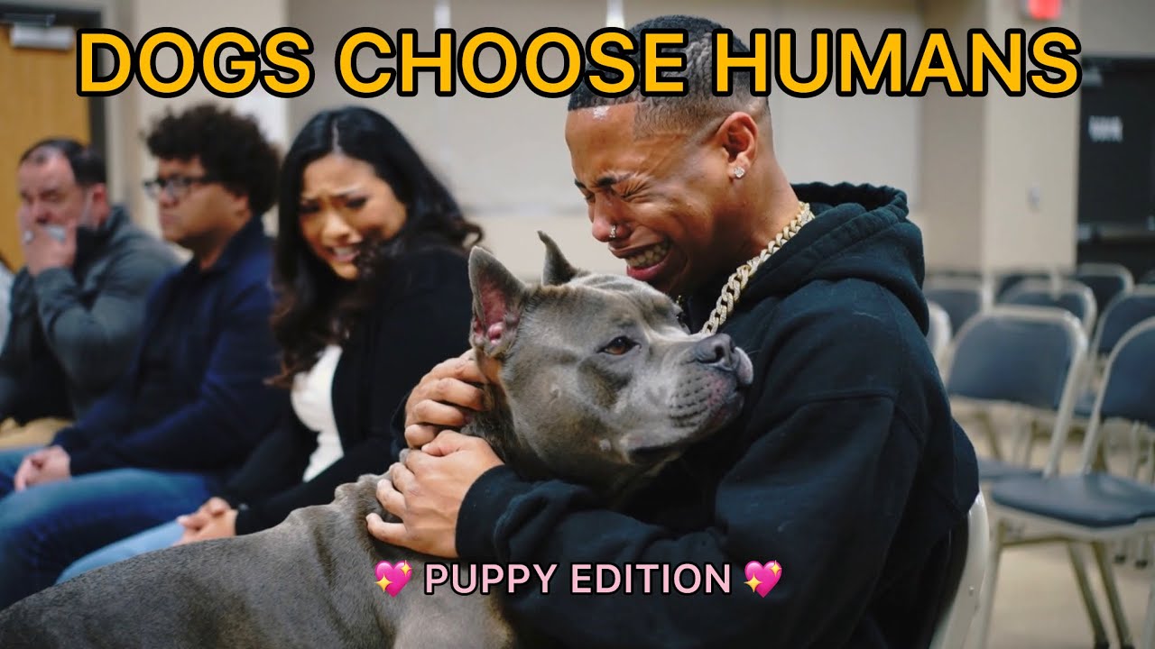 Puppies Choose Their Humans 💖A Sweet Meditative Story   #dogs #puppy #adoptme #adoptdontshop #viral 