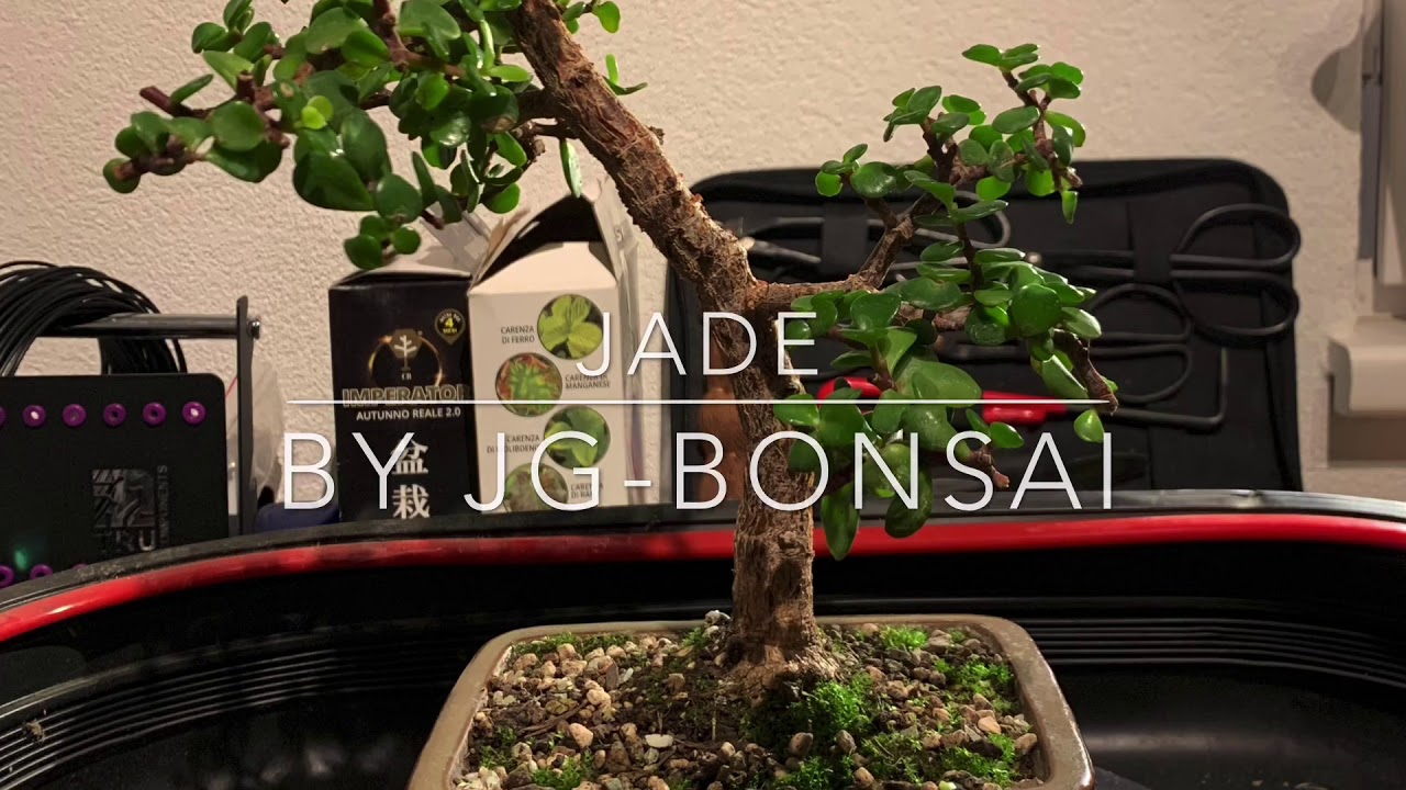 Bonsai Portulacaria Afra Umtopfen