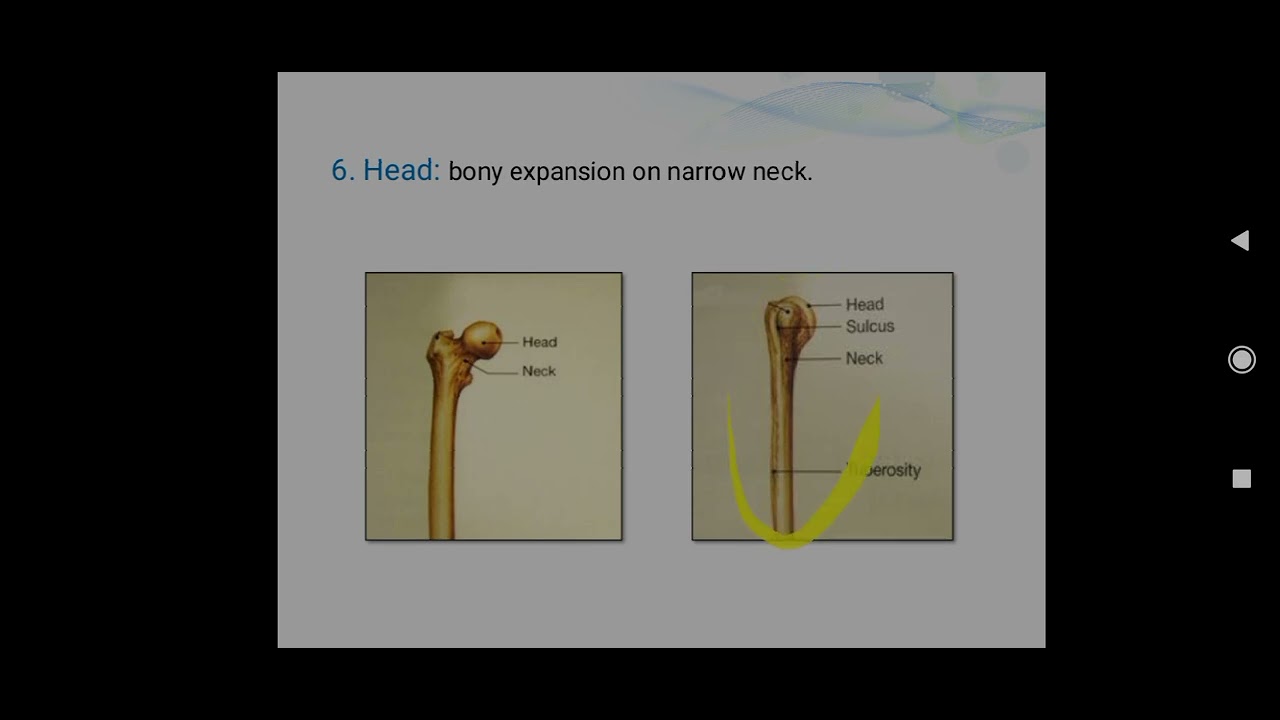 Bone marking   lab 1