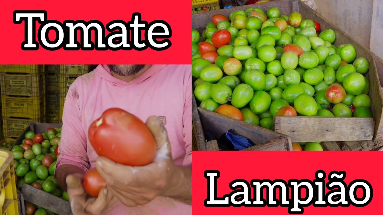 colheita do tomate lampião