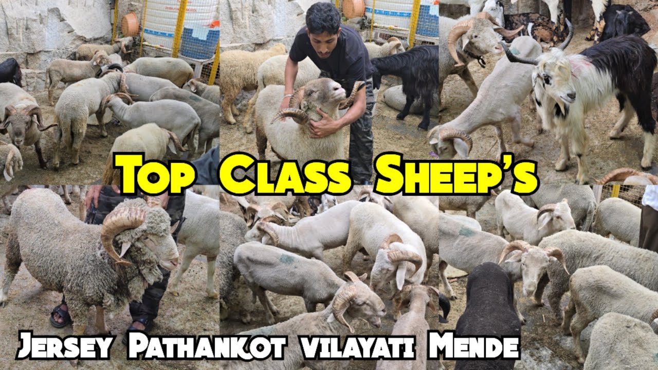 MR goat farm amjad bhai ke aagaye bakre | Top class sheep's | jersey pathankot vilayati mende in Hyd
