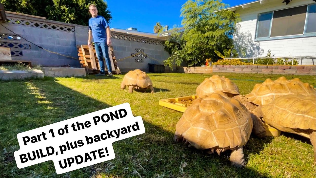 PART 1 Pond Build Plus TURTLE AND TORTOISE UPDATE!!