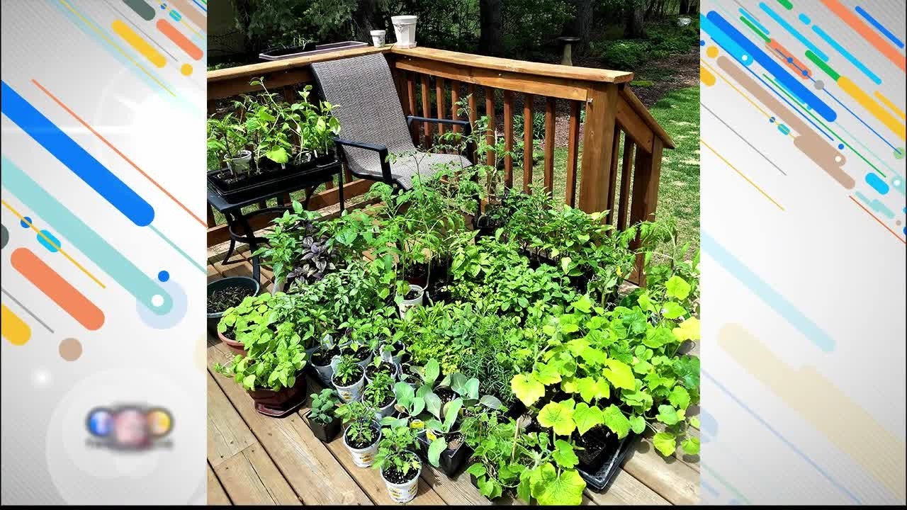 Starting Seeds for Your Summer Garden