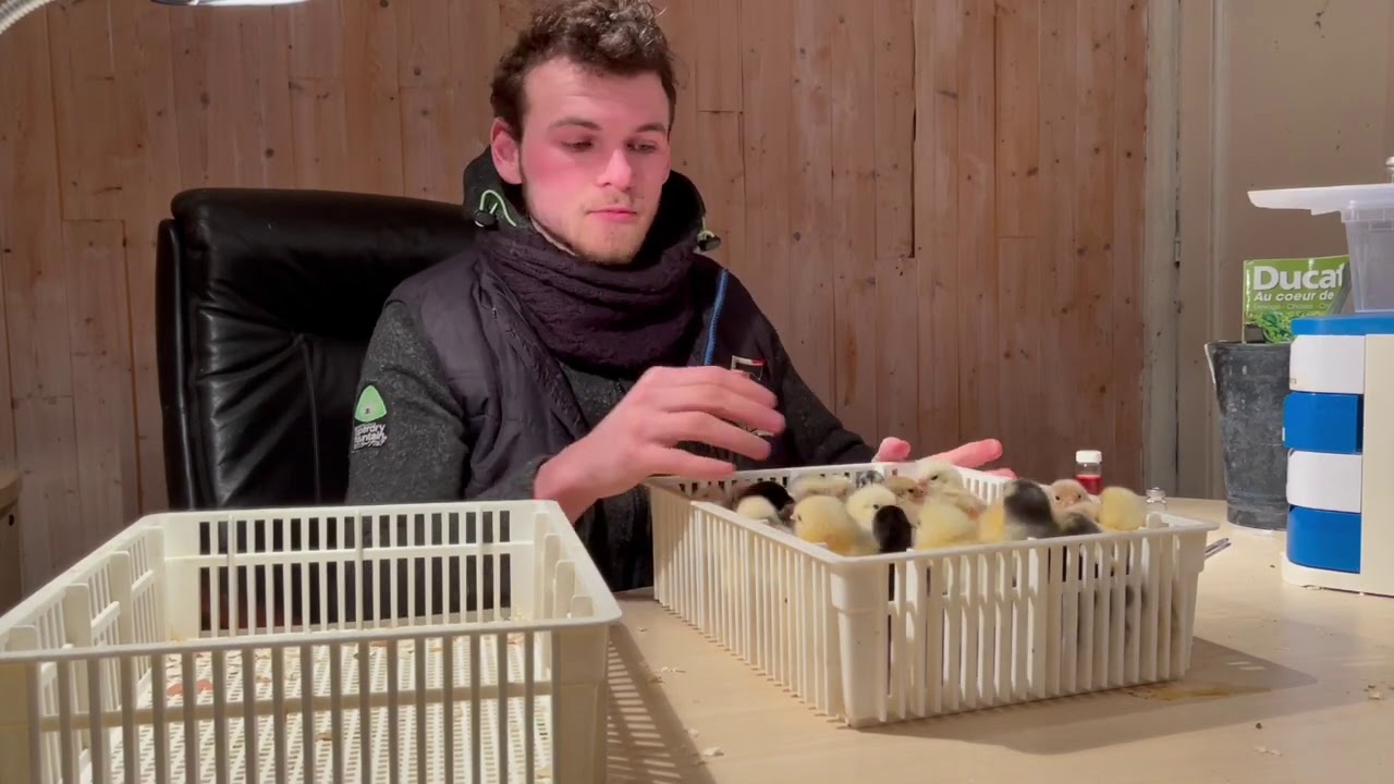 COMMENT VACCINER SES POUSSINS (MAREK)