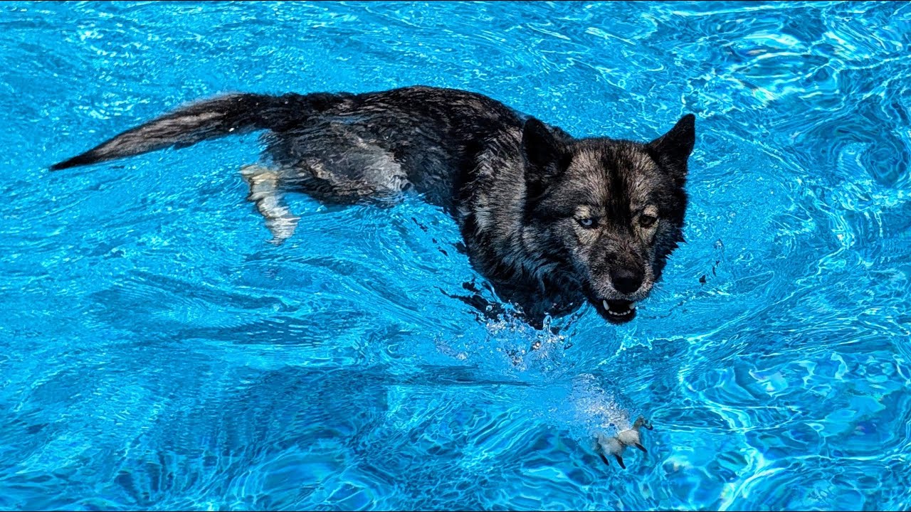 This Husky Will NOT Stay Out of the Swimming Pool!