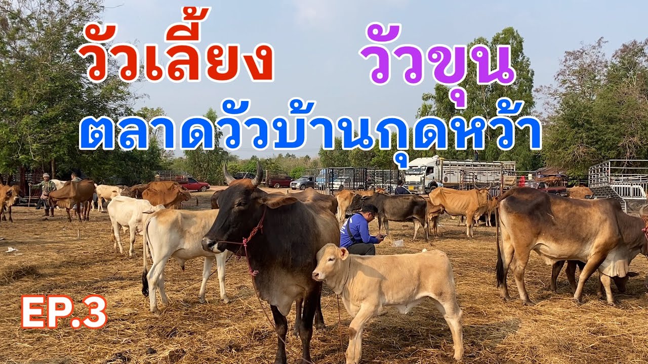 EP.3 #วัวเลี้ยง #วัวขุน #ราคาวัววันนี้ 26 ก.พ. 2569 #ตลาดวัวบ้านกุดหว้าอำเภอกุฉินารายณ์ #animal #cow