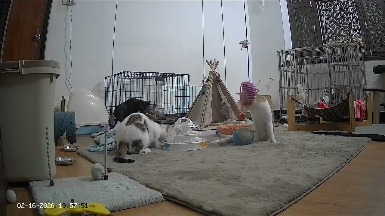 Highlights from the Special Needs Kitten Room ( 16th Feb , 2026  ) #catsofyoutube 😸🐈‍⬛😻 