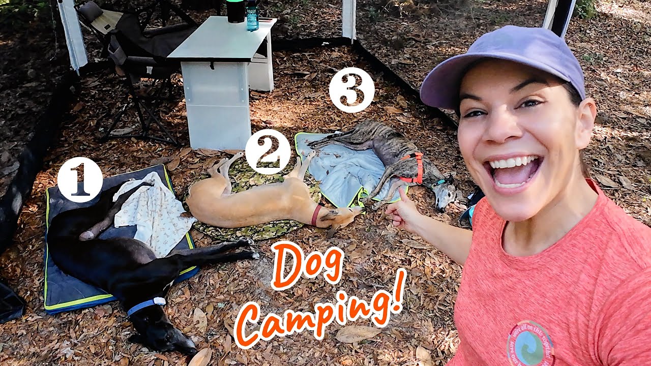 Camping with 3 Greyhounds!