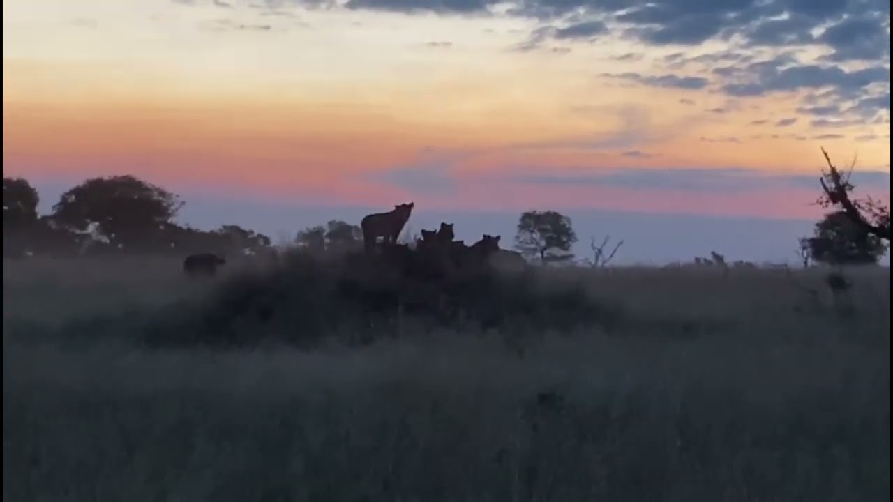 Styx Pride Cubs chased by buffalo