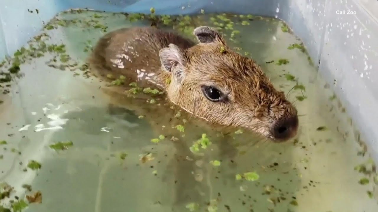 Giant Baby Rodent Finds a Home After Rejected by Mother