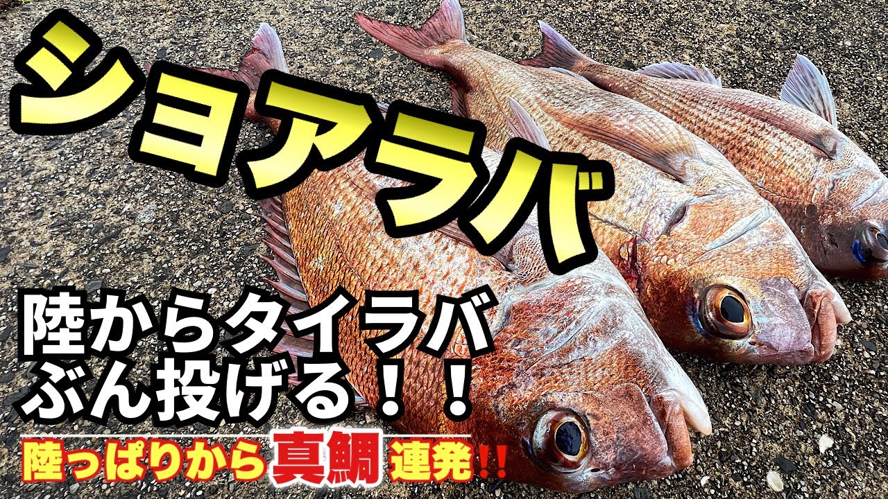 【春の堤防釣り#2】５分で行ける離島での夢のような釣り体験！大漁爆釣シーン大公開！