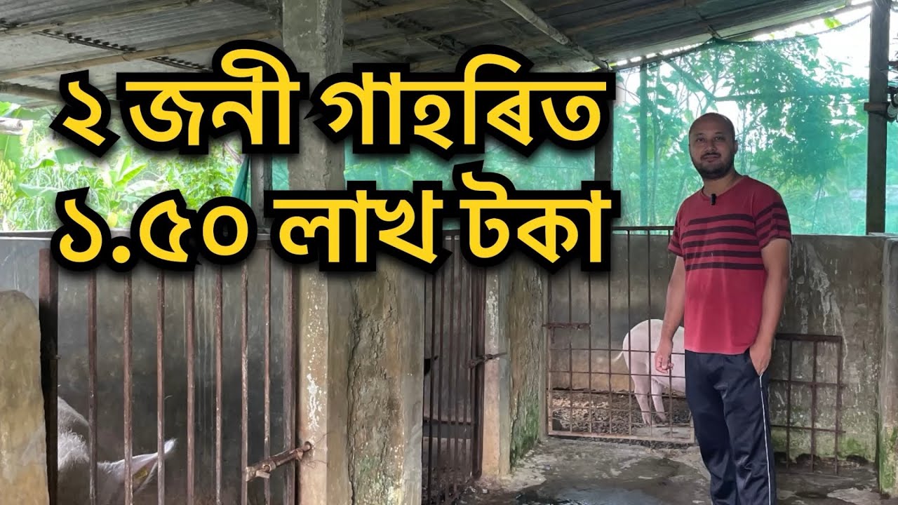 ২ জনী গাহৰিত ১.৫০ লাখ টকা। Pig farm in Assam। Pig farm। Pig farm   #pig  #farming #pigfarming