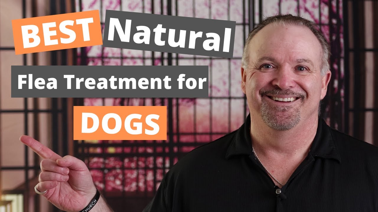 Best Flea Treament for Dogs ( 5 Natural Flea Treatments for dogs)