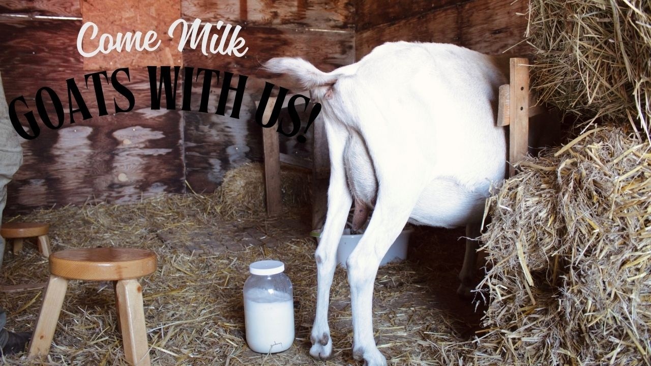 Milking Goats on the Homestead