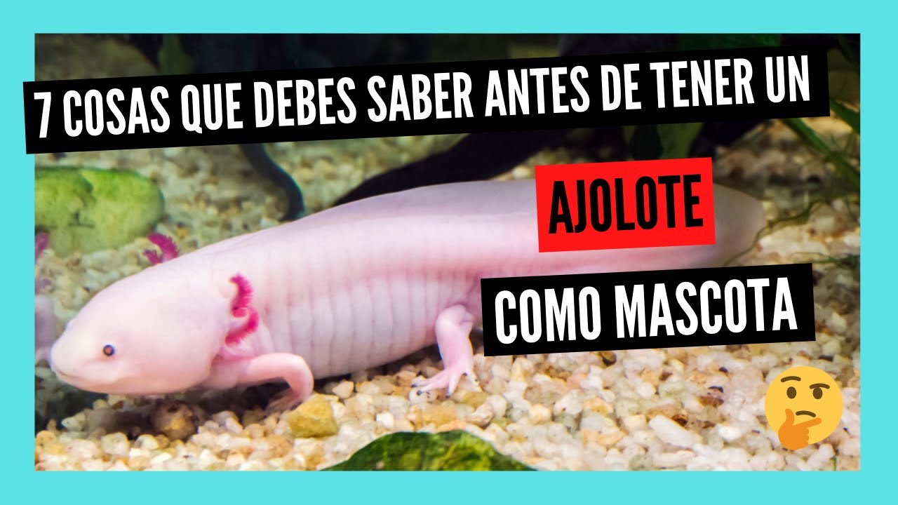 COSAS que DEBES SABER antes de tener un AJOLOTE como MASCOTA
